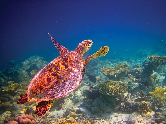 Sea Turtle Colombia Wild Expeditions Silversea